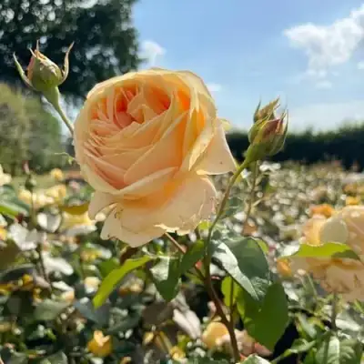 Роза КЕНДЛАЙТ чайно-гибридная в Мозыре