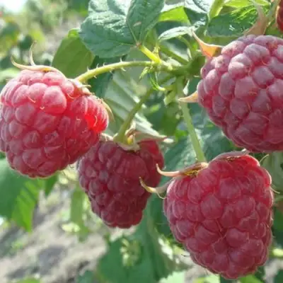 Малина БРУСИЛОВСКАЯ в Мозыре