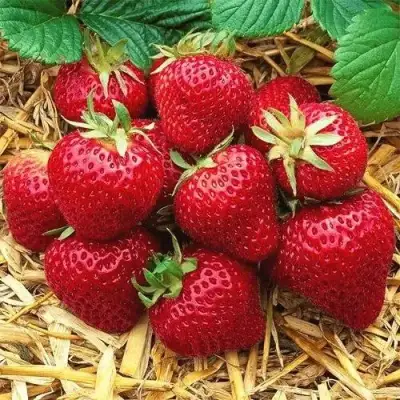 Клубника ХОНЕЙ в Мозыре