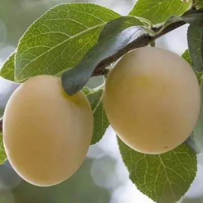 Слива УТРО в Мозыре