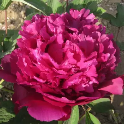 Пион ТАЙНАЯ СТРАСТЬ древовидный в Мозыре