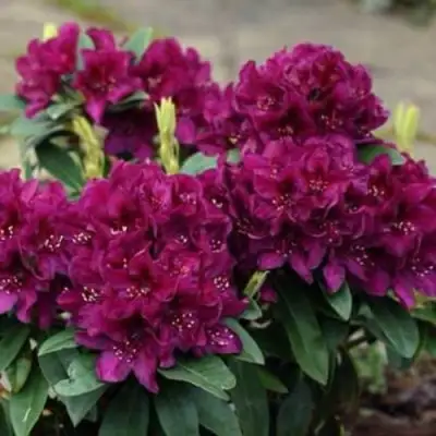 Рододендрон КАЛИ в Мозыре