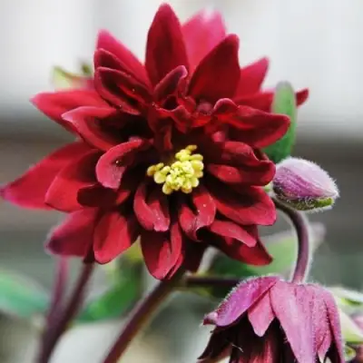 Аквилегия РУБИ ПОРТ обыкновенная в Мозыре