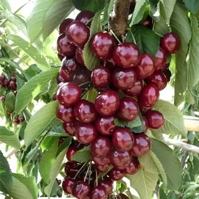 Черешня СИЛЬВИЯ колоновидная в Мозыре