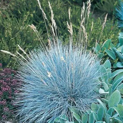 Овсяница АЙСФОГЕЛЬ сизая в Мозыре