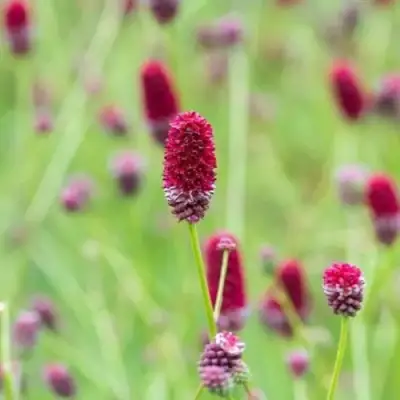 Кровохлебка БИТЛВИНГЗ в Мозыре