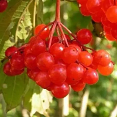 Калина ПАМЯТИ ВАЛЕНТИНЫ в Мозыре