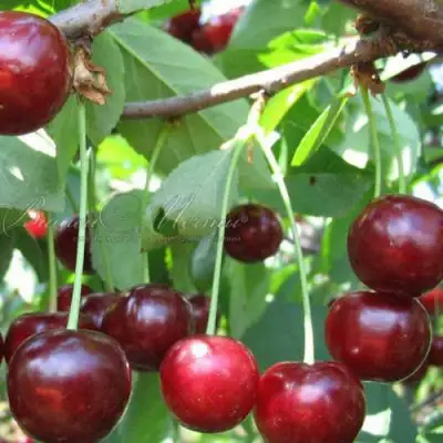 Дюк ИВАНОВНА в Мозыре