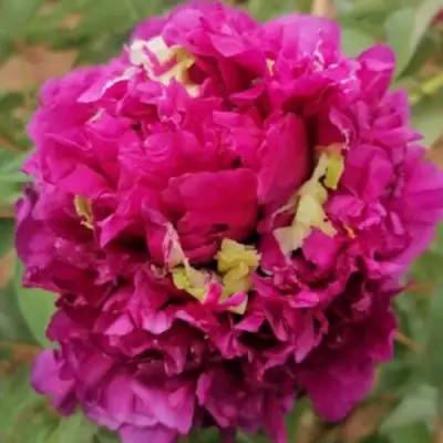 Пион ПОЛЕТ ЛАСТОЧКИ древовидный в Мозыре