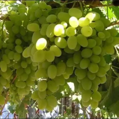 Виноград ИЛЬЯ  в Мозыре