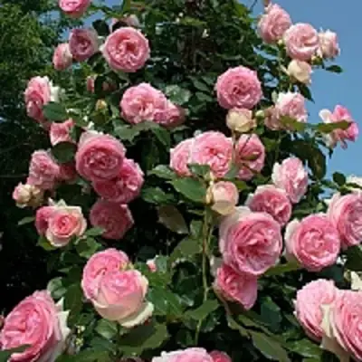 Роза ПЬЕР ДЕ РОНСАР плетистая в Мозыре