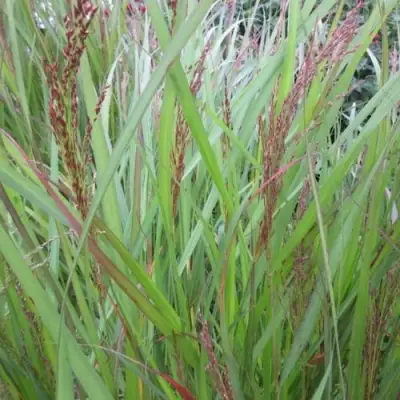 Просо ВЭРРИОР прутьевидное в Мозыре