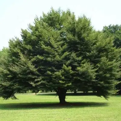 Бук обыкновенный в Мозыре