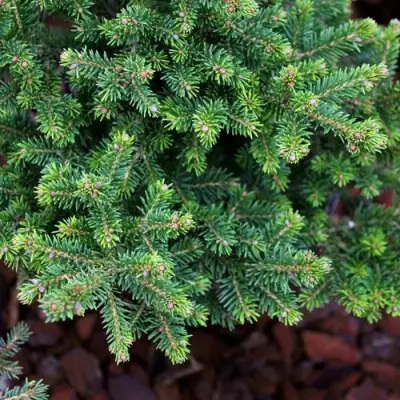 Ель ВИЛС ЦВЕРГ обыкновенная в Мозыре