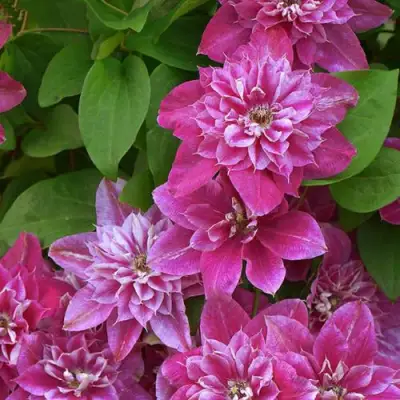 Клематис МАЙ ДАРЛИНГ  в Мозыре