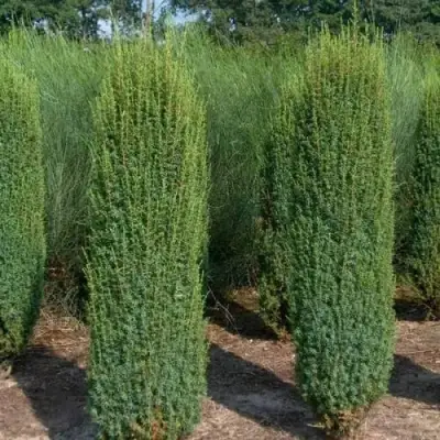 Можжевельник ХИБЕРНИКА обыкновенный  в Мозыре