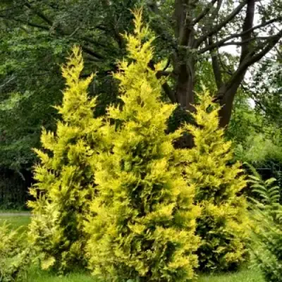 Туя ГОЛДЕН БРАБАНТ западная в Мозыре