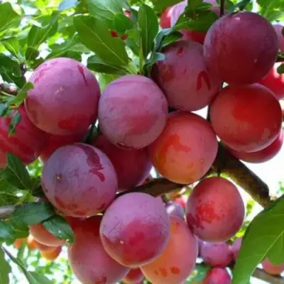 Слива НЕКТАРИННАЯ АРОМАТНАЯ в Мозыре