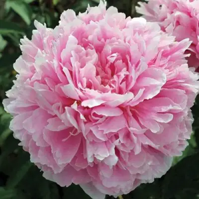 Пион ПИЛЛОУ ТОК травянистый в Мозыре