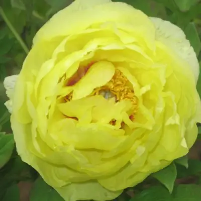 Пион ЗОЛОТО ПОДНЕБЕСНОЙ древовидный в Мозыре