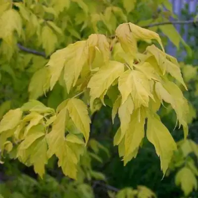 Клен ясенелистный в Мозыре