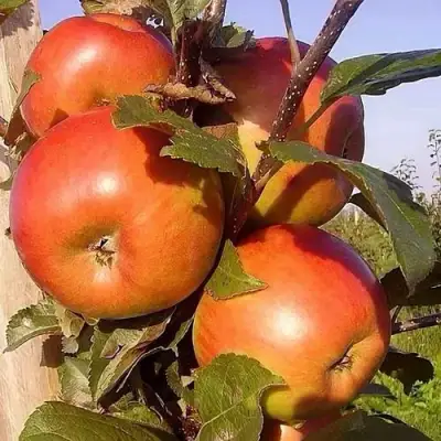 Яблоня ФРИДОМ в Мозыре