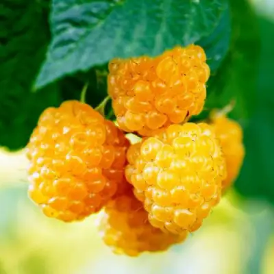 Малина МЕДОВАЯ в Мозыре