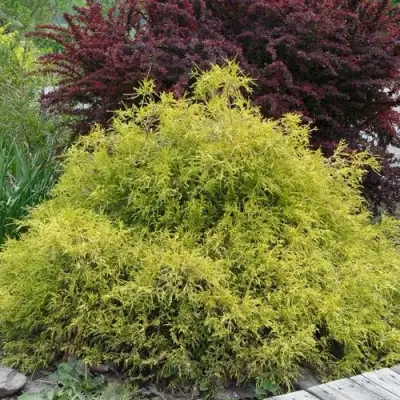 Кипарисовик ГОЛДЕН МОП горохоплодный в Мозыре