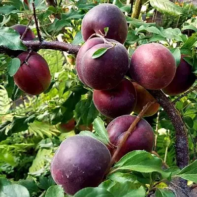 Шарафуга БЕЛЛА РОЯЛЬ в Мозыре