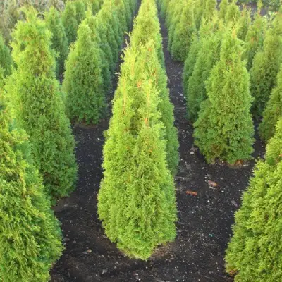 Туя САННИ СМАРАГД западная  в Мозыре