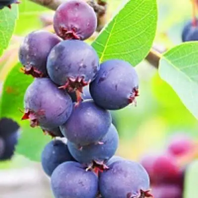 Ирга СМОУКИ в Мозыре