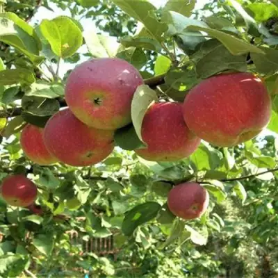 Яблоня ОРЛИК в Мозыре