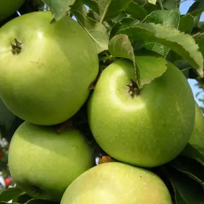 Яблоня КАЛУЖАНКА в Мозыре