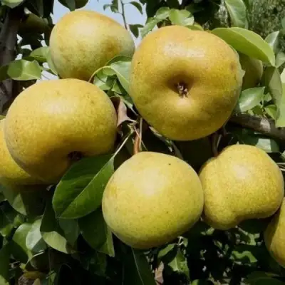 Груша ПЛАТОНОВСКАЯ в Мозыре