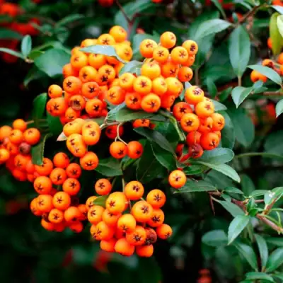 Пираканта ОРАНЖ ГЛОУ в Мозыре