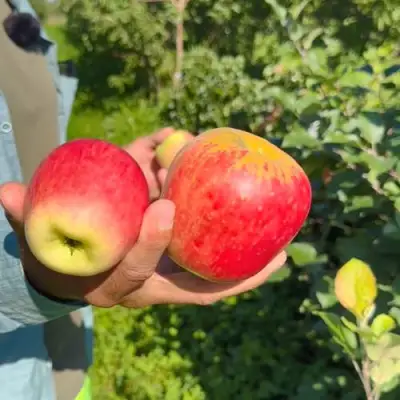 Яблоня БЛАГАЯ ВЕСТЬ в Мозыре