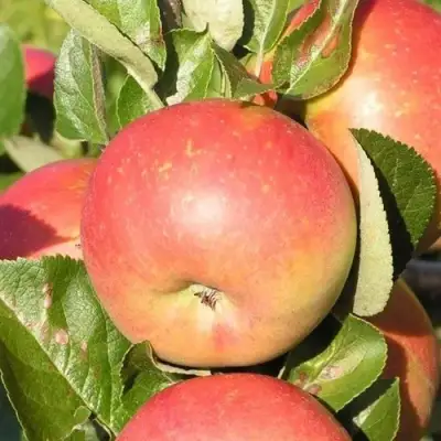 Яблоня РЕДКРАФТ в Мозыре