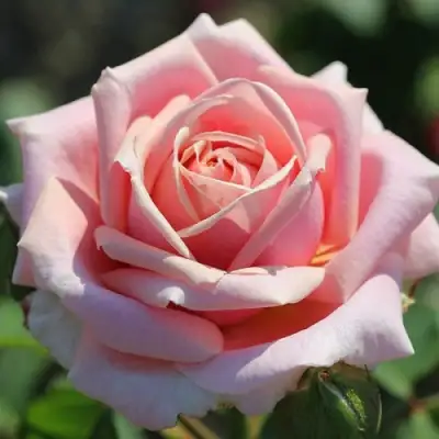 Роза ФРЕДЕРИК МИСТРАЛЬ чайно-гибридная в Мозыре