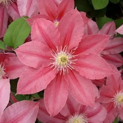 Клематис ЛИТЛ МЕРМЕЙД в Мозыре