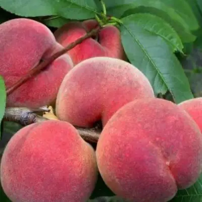Персик ЮБИЛЕЙ СТОЛИЦЫ колонновидный в Мозыре