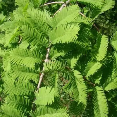 Метасеквойя  ГЛИПТОСТРОБОИДНАЯ  в Мозыре