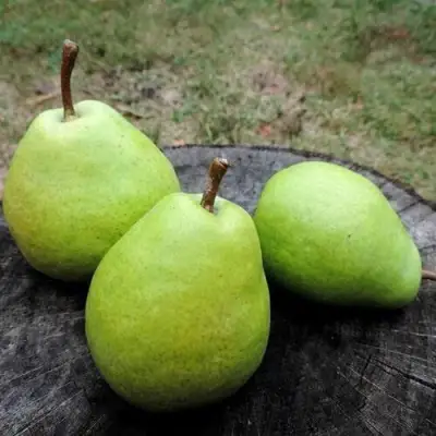 Груша БЕРЕ ЛЮКА в Мозыре