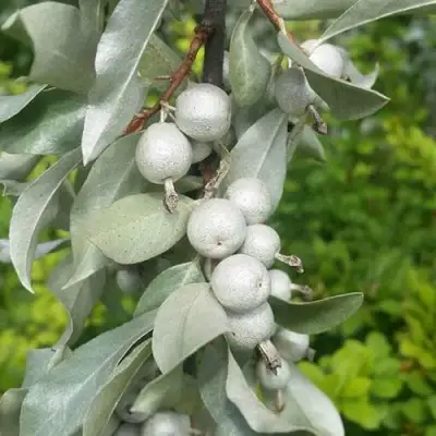 ЛОХ СЕРЕБРИСТЫЙ в Мозыре