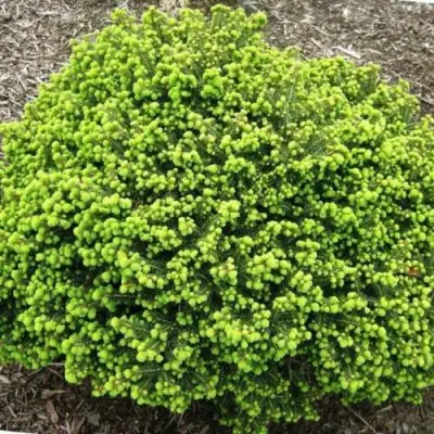 Ель ЛИТЛ ДЖЕМ обыкновенная в Мозыре