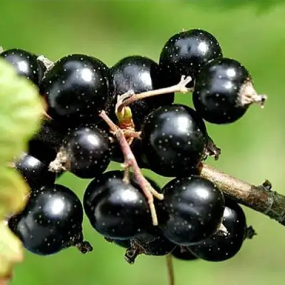 Смородина чёрная ЦЕРЕРА в Мозыре