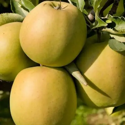 Яблоня МУТСУ в Мозыре