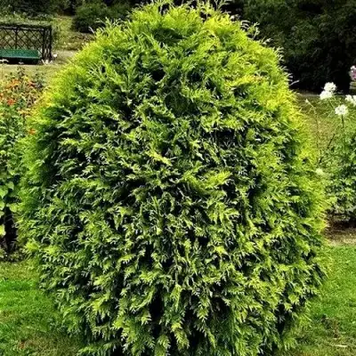 Туя ТИП ТОП западная в Мозыре