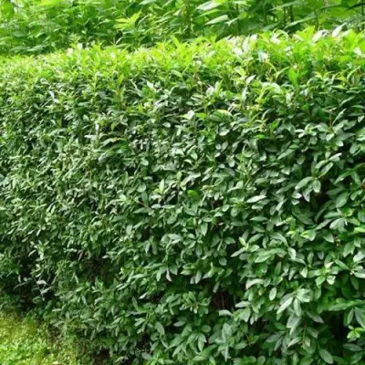 Бирючина обыкновенная в Мозыре