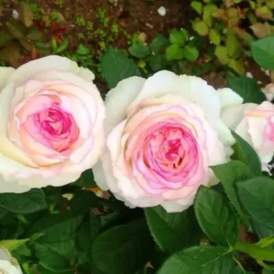 Роза ДОЛЬЧЕ ВИТА чайно-гибридная в Мозыре