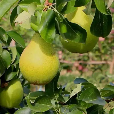 Груша ДОБРЯНКА в Мозыре